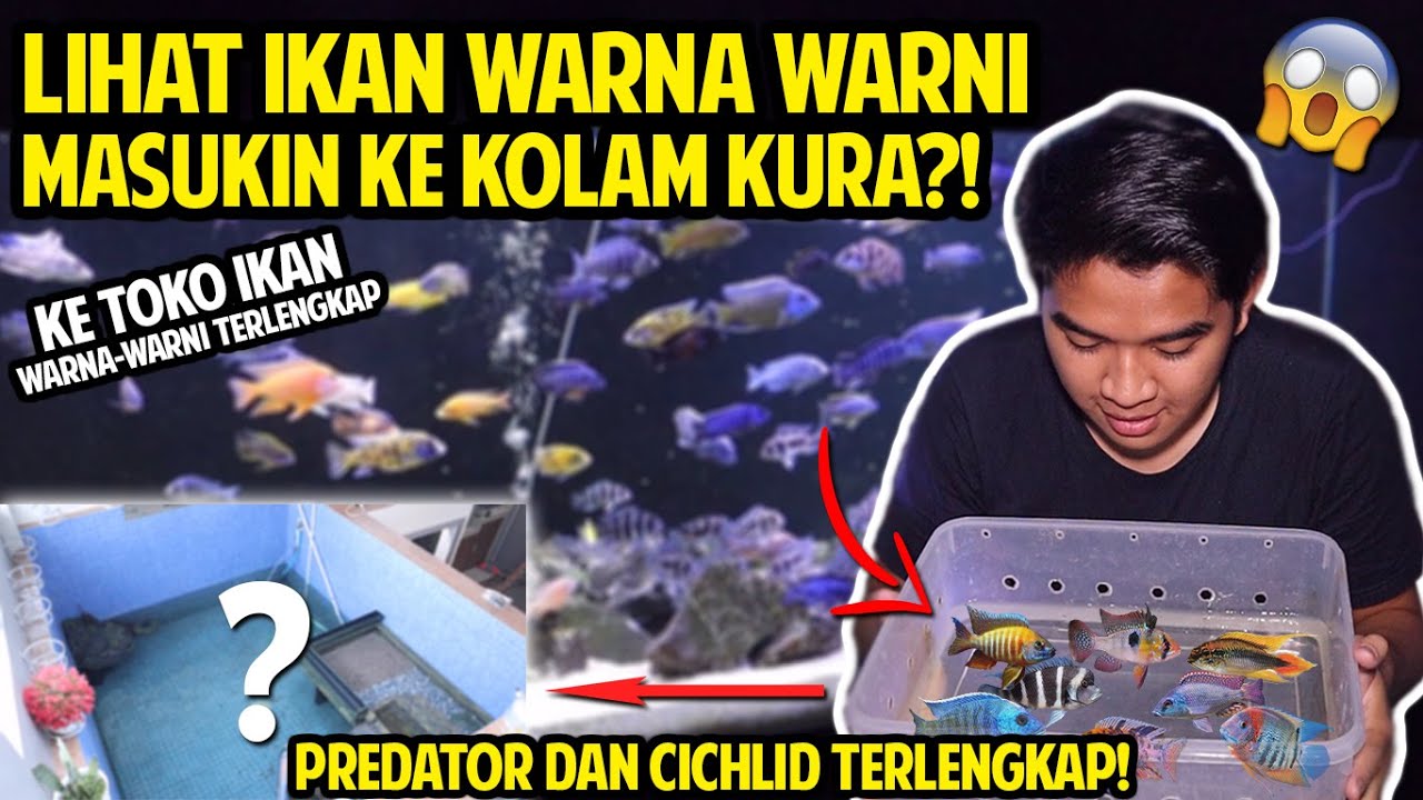 IKAN WARNA-WANI TERINDAH YANG PERNAH AKU LIHAT! GREBEK KEMBAR AQUARIUM! PUSAT PREDATOR DAN CICHLID!