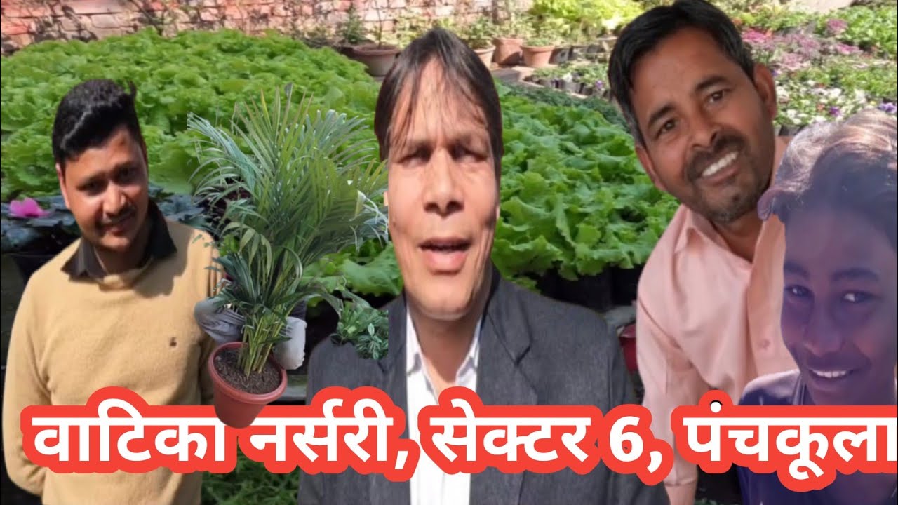 आज तो पहुंचे हम एरिका पाम लेने को #wonder #freek #garden #panchkula #plants #local #lifestyle 🌲🌲🌲🌲🌲
