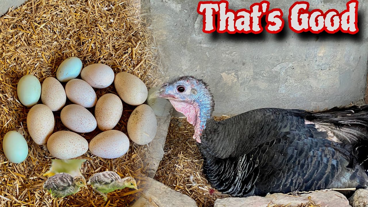 Turkey Female Eggs Py Beth Gai