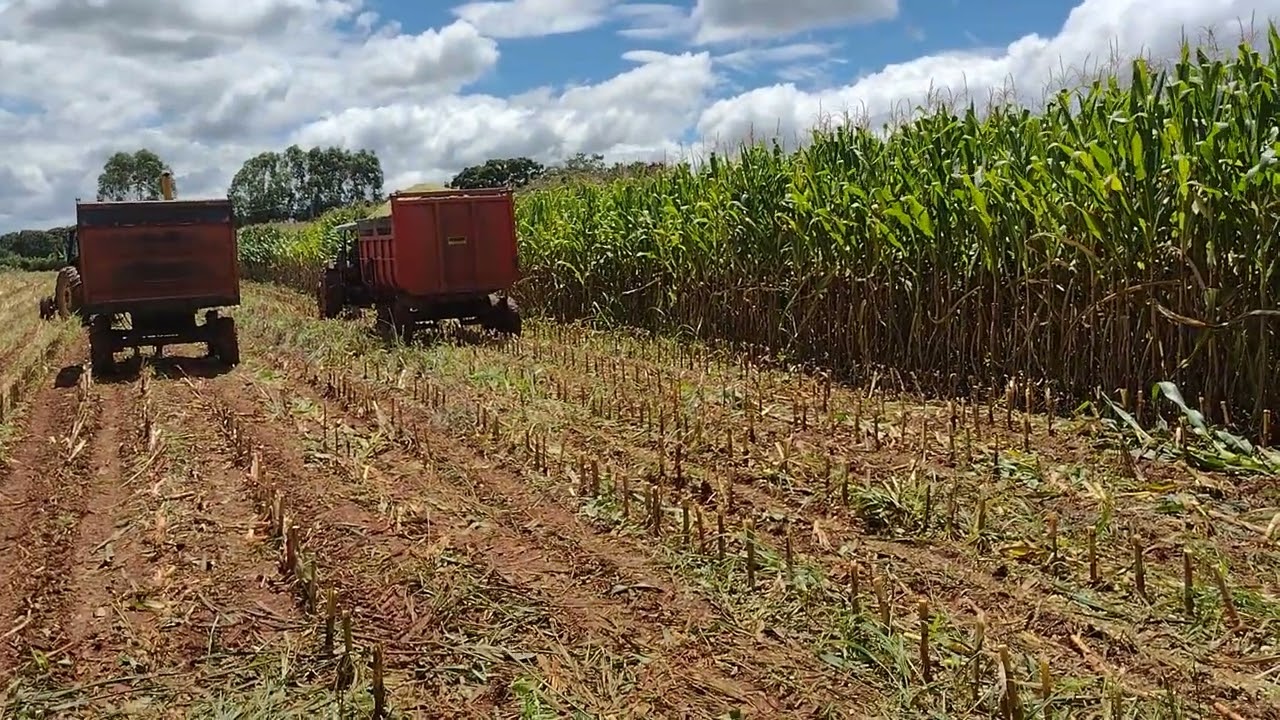 silagem em tempos de chuva