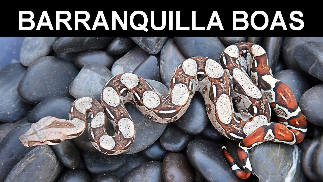 Barranquilla Colombia Locality Boas UPDATE!