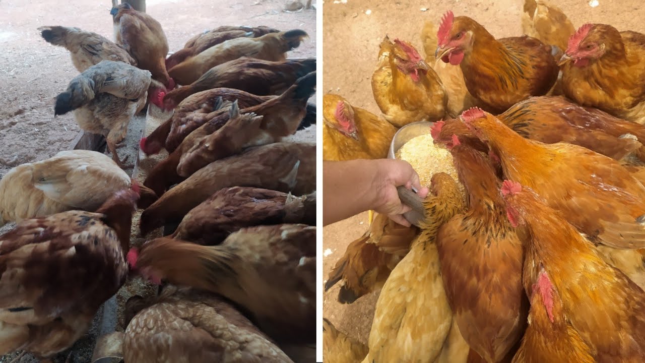 ACORDEI BEM CEDO PRA ALIMENTAR A CRIAÇÃO DE FRANGO AQUI NA FAZENDINHA 