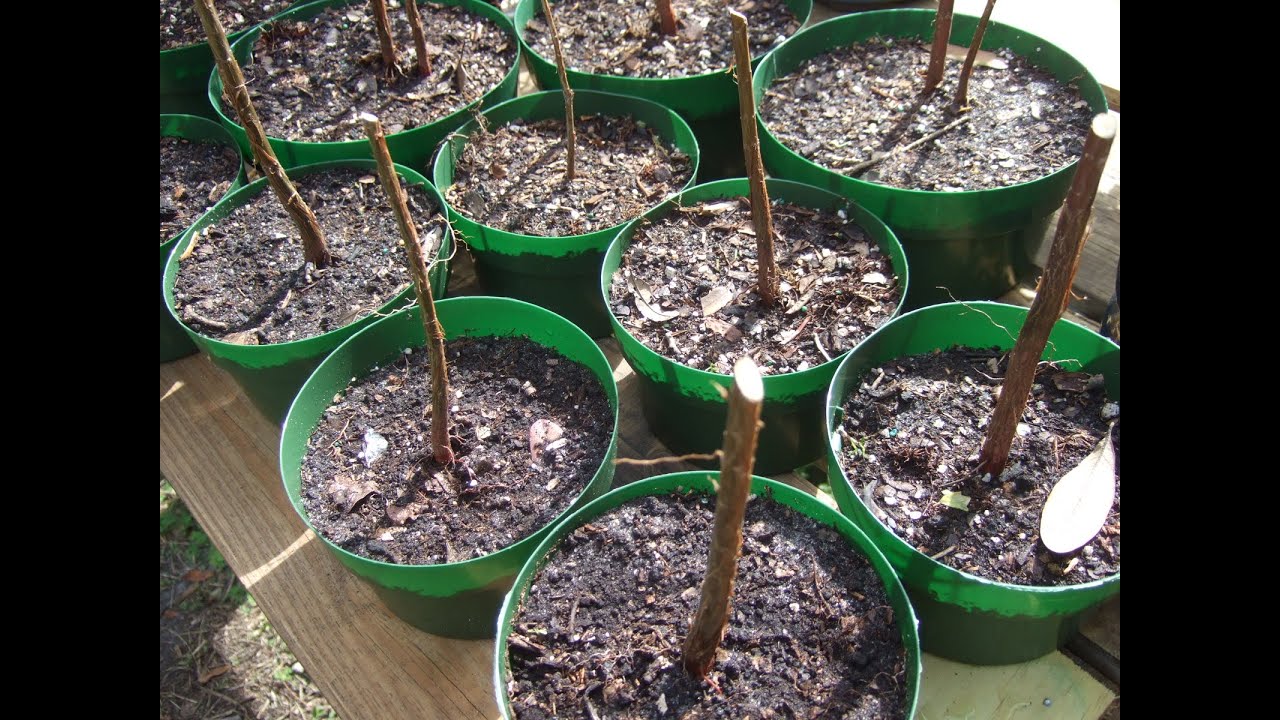 Bald Cypress From Seed Tray Into Training Pots for Bonsai