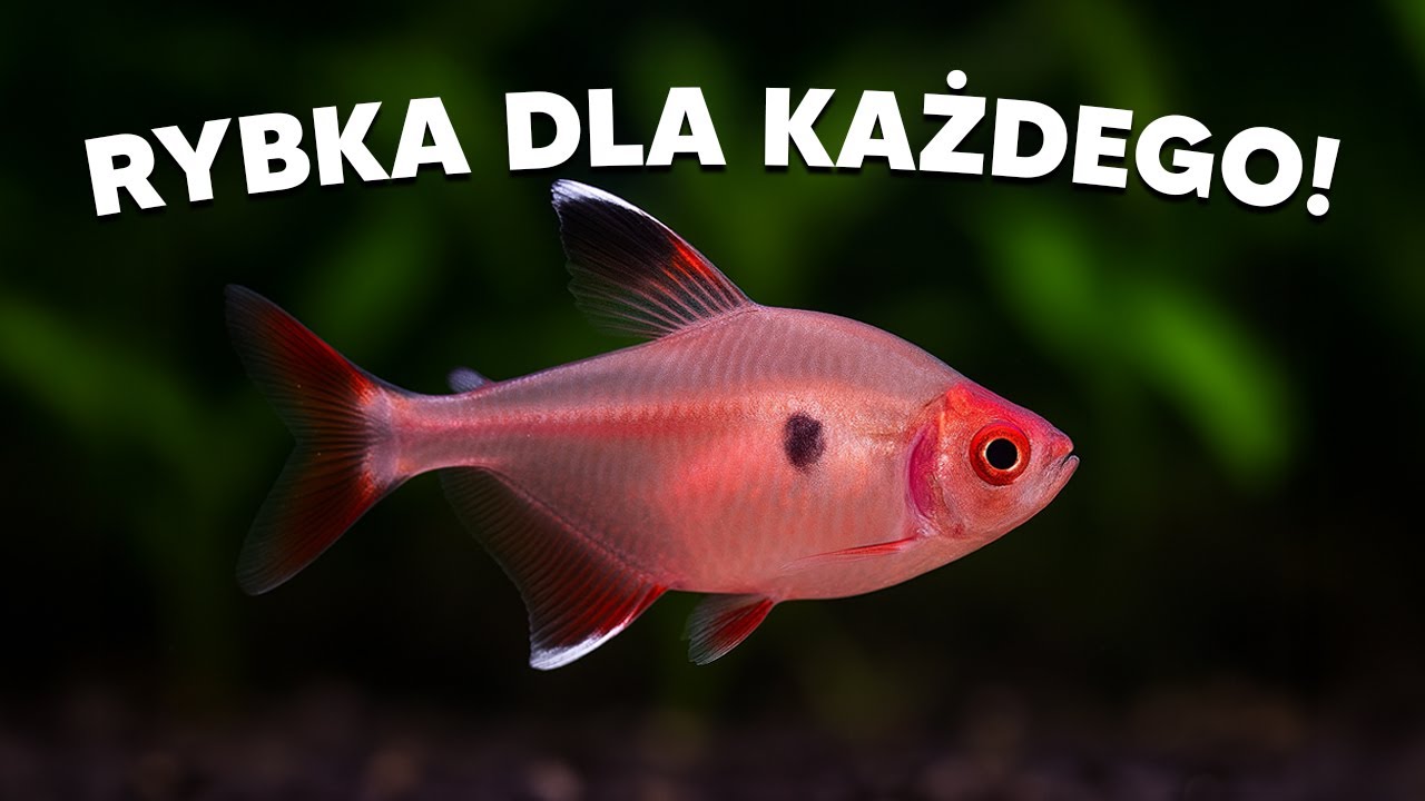 BYSTRZYK - RYBKA DO KAŻDEGO AKWARIUM!