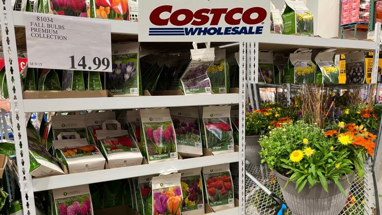 COSTCO NEW ARRIVALS| Shop with me for FALL BULBS and FALL PLANTERS