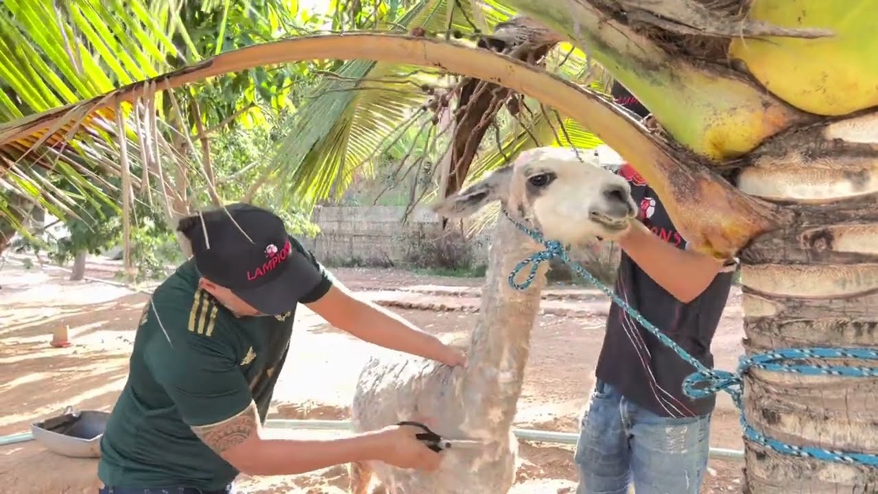CHARLLES, ANDRÉ E CHICO TOSANDO AS LHAMAS VEJA NO QUE DEU 😂 | TURMA DA CHÁCARA