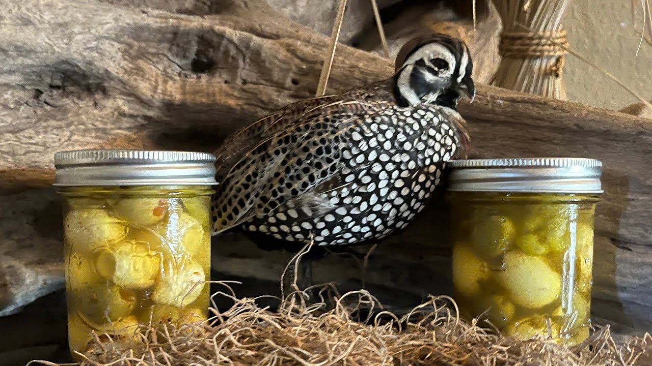 Pickled quail eggs, the easy way.￼