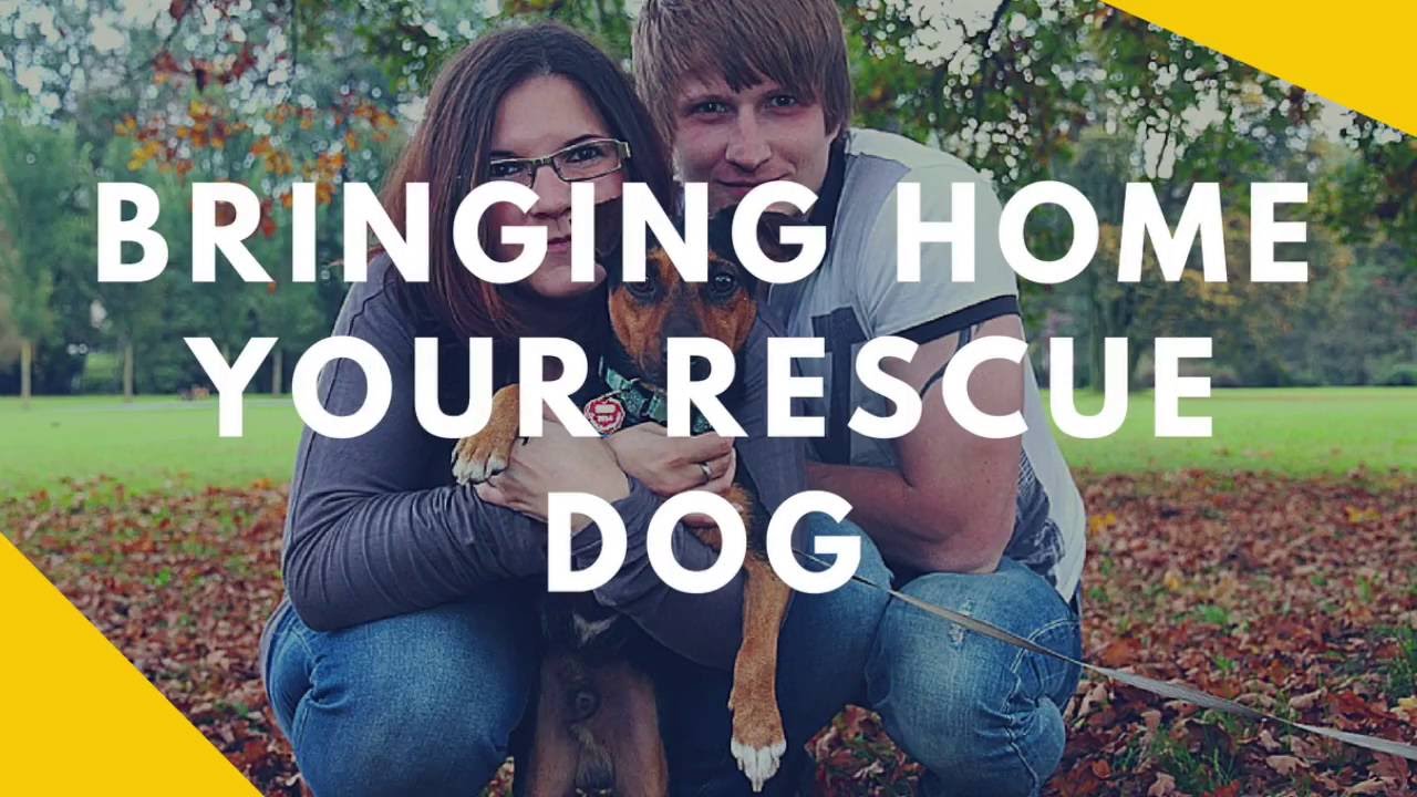 Bringing Home Your Rescue Dog