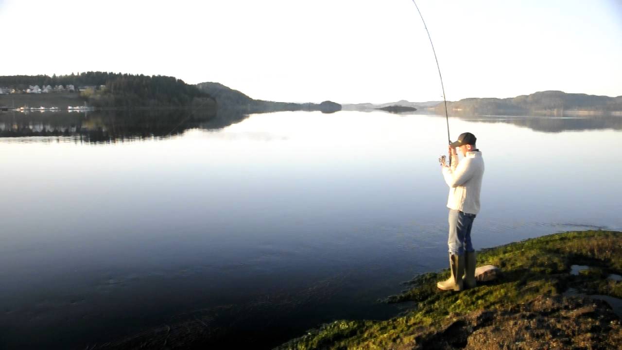 Shad fishing in Straumen