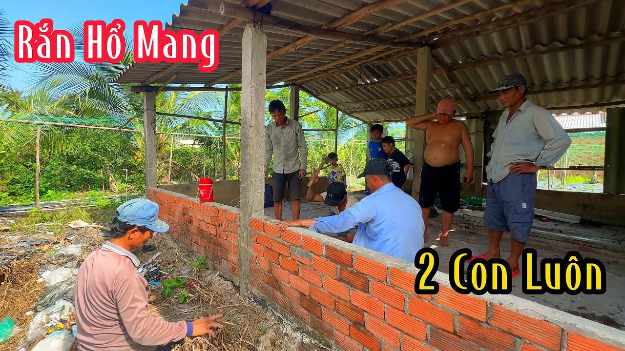 Anh Chủ Nhà Vui Mừng Vì 3 Thợ Săn Bắt Được 2 Con Rắn Hổ Nằm Trong Chuồng Bò | Mười Thương Săn Bắt