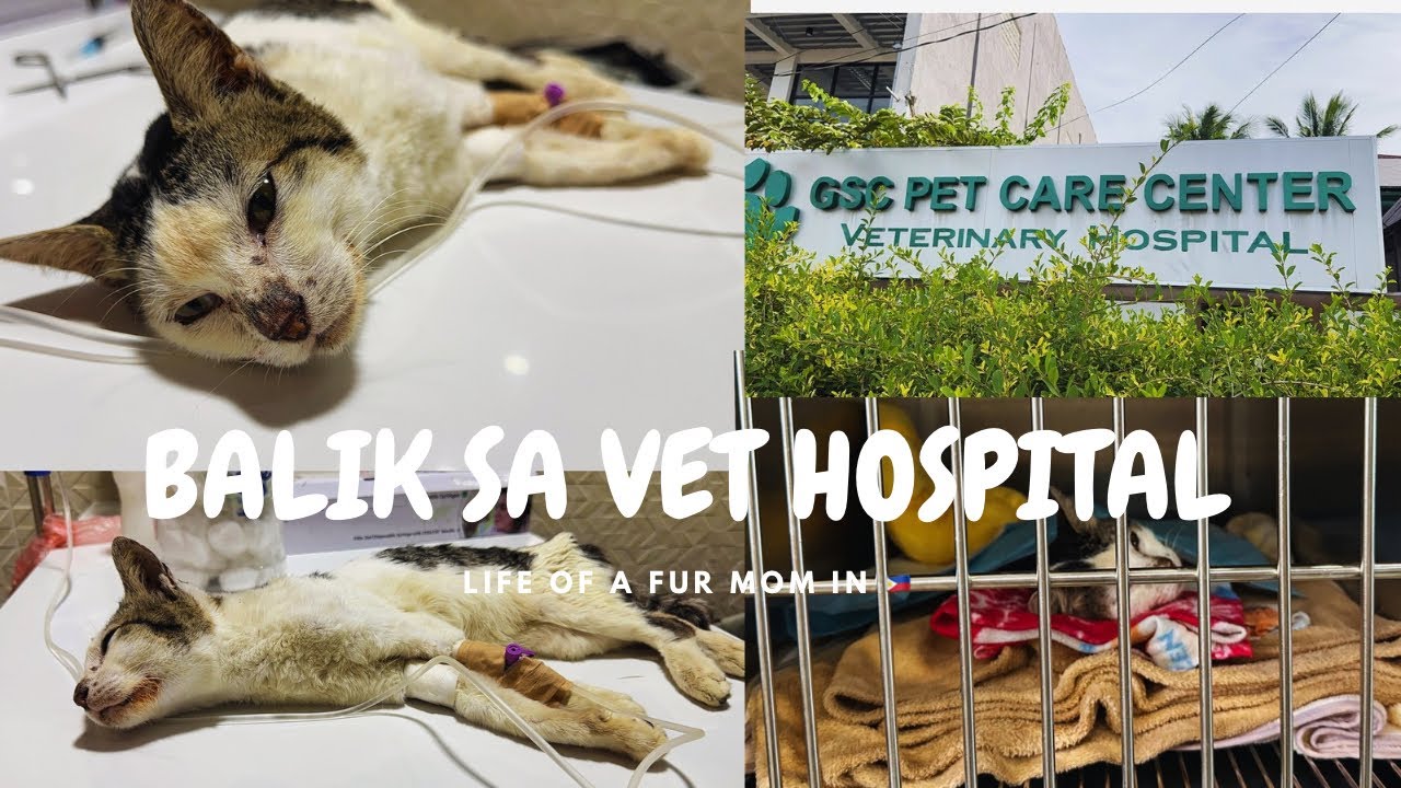 LIFE OF A FUR-MOM | BINALIK KO SI MINGKOY SA VET PERO DITO NA SA BRANCH NILA MALAPIT SA AMIN..🥹