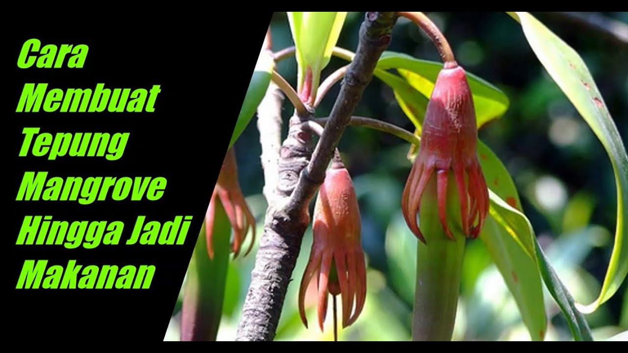 Cara Membuat Tepung Mangrove Hingga Jadi Makanan
