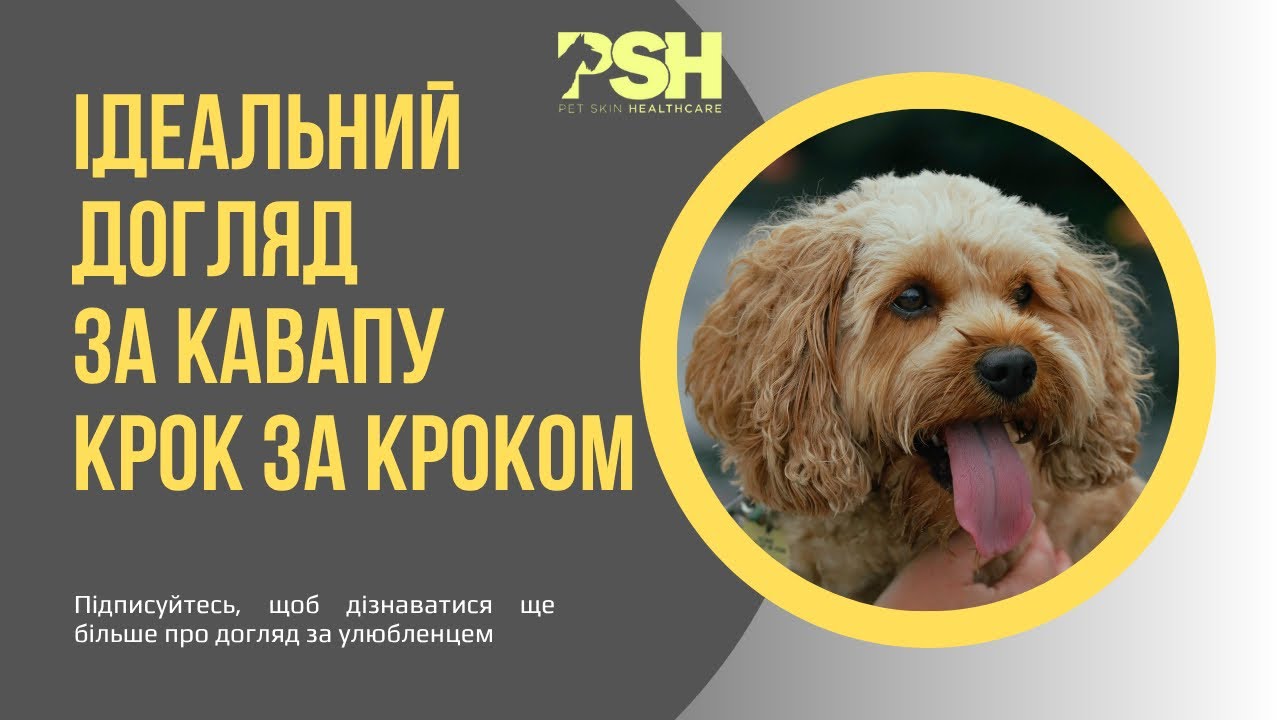 Догляд за Кавапу вдома: усе, що Вам слід знати!