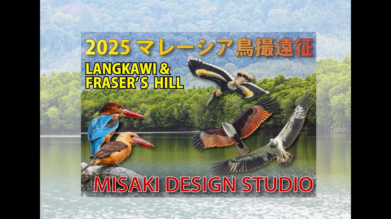 猛禽編ランカウイ