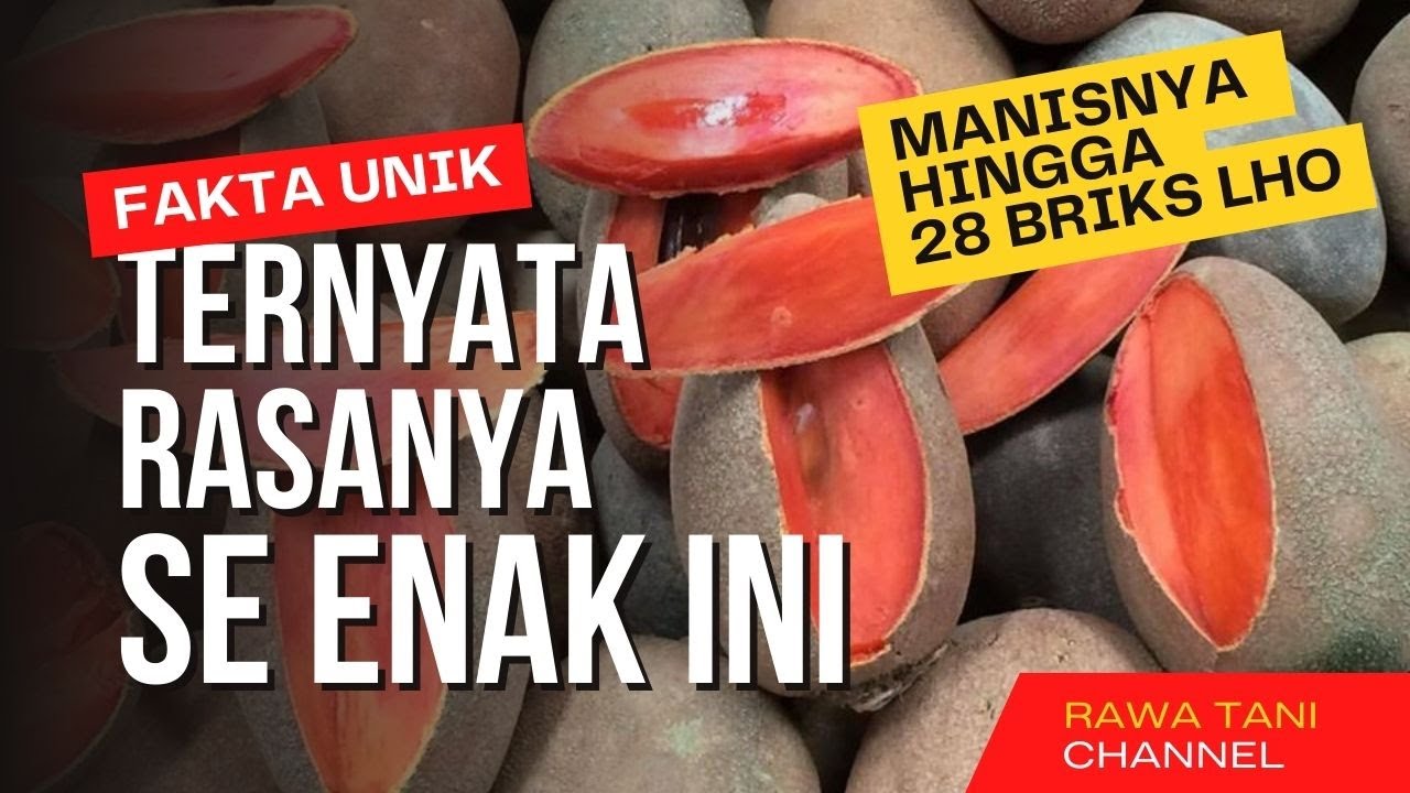 MAMEY SAPOTE LORITO !!! Jenis Mamey Sapote Paling Enak dan Cepat Berbuah I Rawa Tani