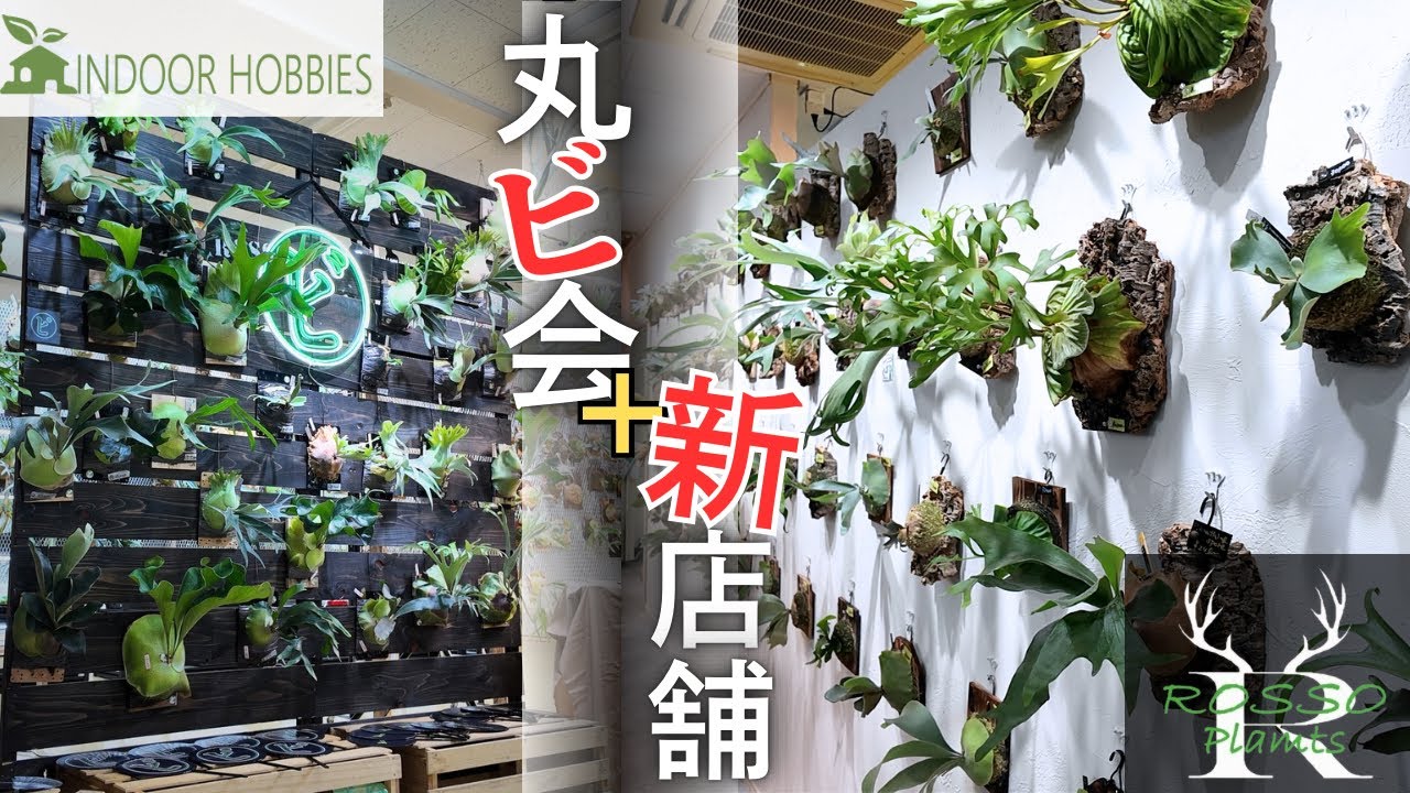 「丸ビ会」ROSSO PLANTS新店舗にてビカクシダイベント！！