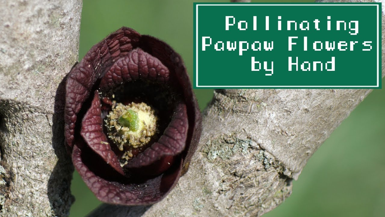 How to Pollinate Pawpaw Trees by Hand