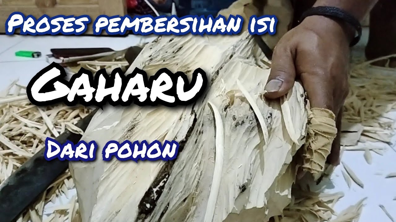Gaharu Alam // Proses Pembersihan Gaharu Dari Pohon
