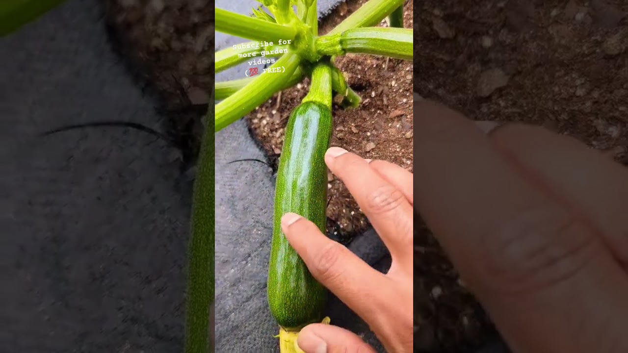 Один трюк, который поможет вашим кабачкам расти быстрее! Для новичков #шорты #вирусный #сад