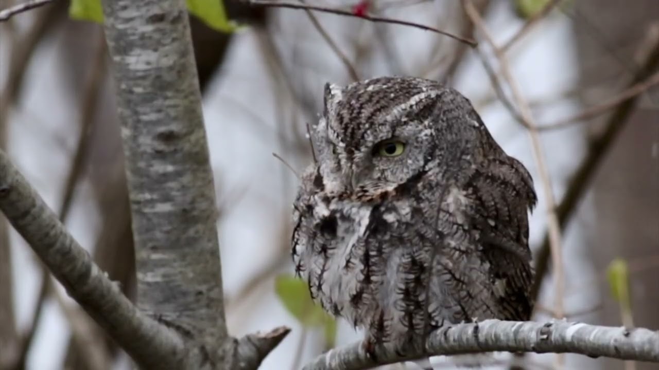 Eastern Screech -Owl -9 December 2016