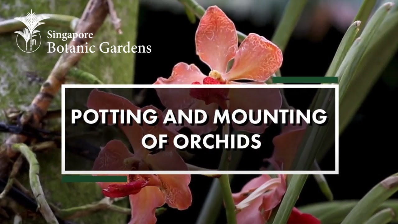 Potting And Mounting Orchids