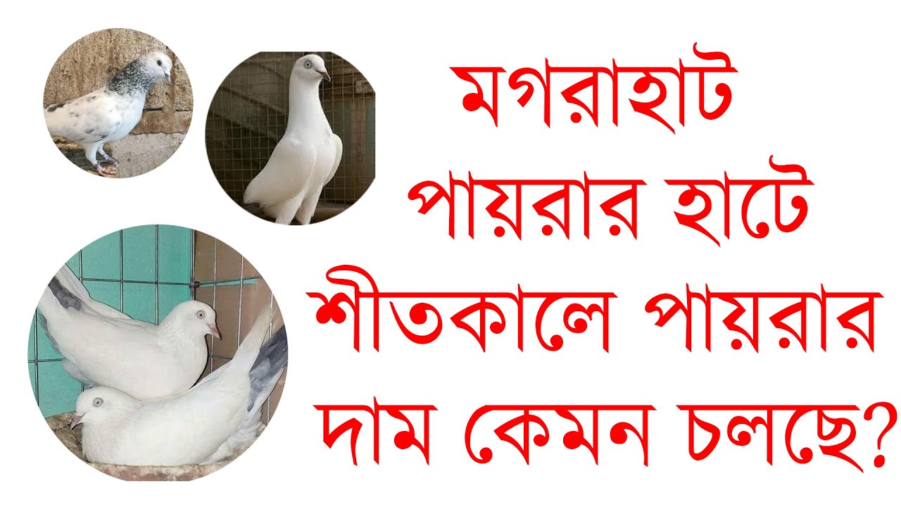 Magrahat pigeon market visit. South 24 pgs, west bengal