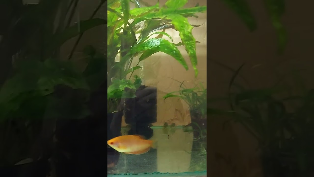 Разборка Руферов👀👈