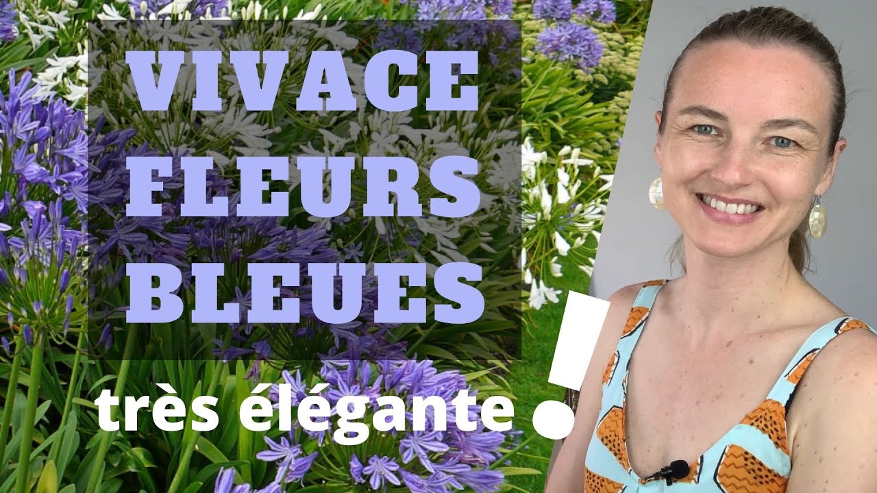 GRANDE vivace à fleurs BLEUES très élégante !