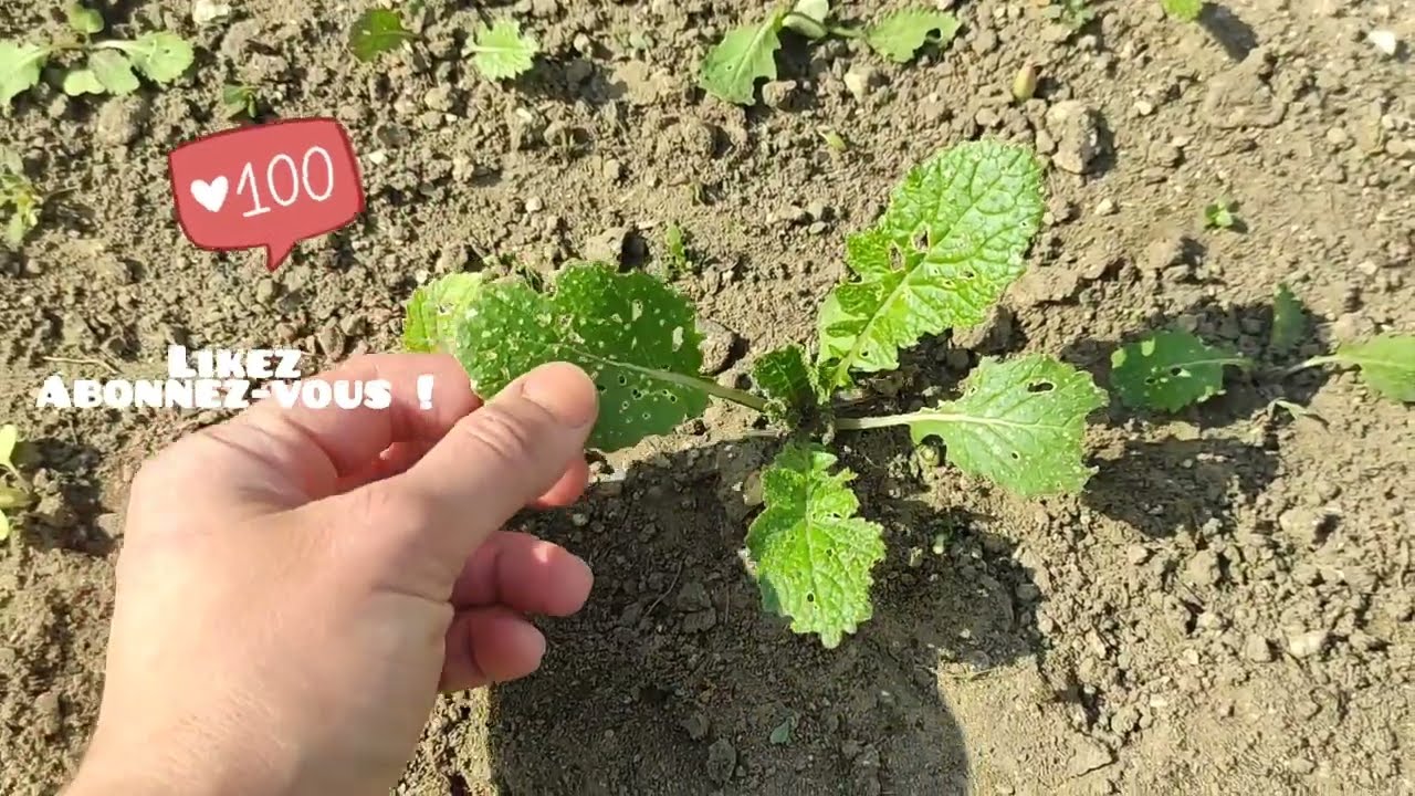 50🌱 Suivi semis de navet à éclaircir | Le potager en avril au printemps