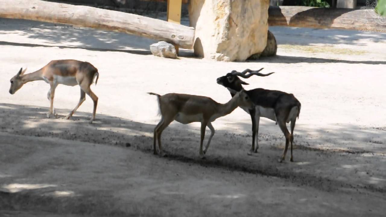 Hirschziegen-Antilope in Paarungsstimmung