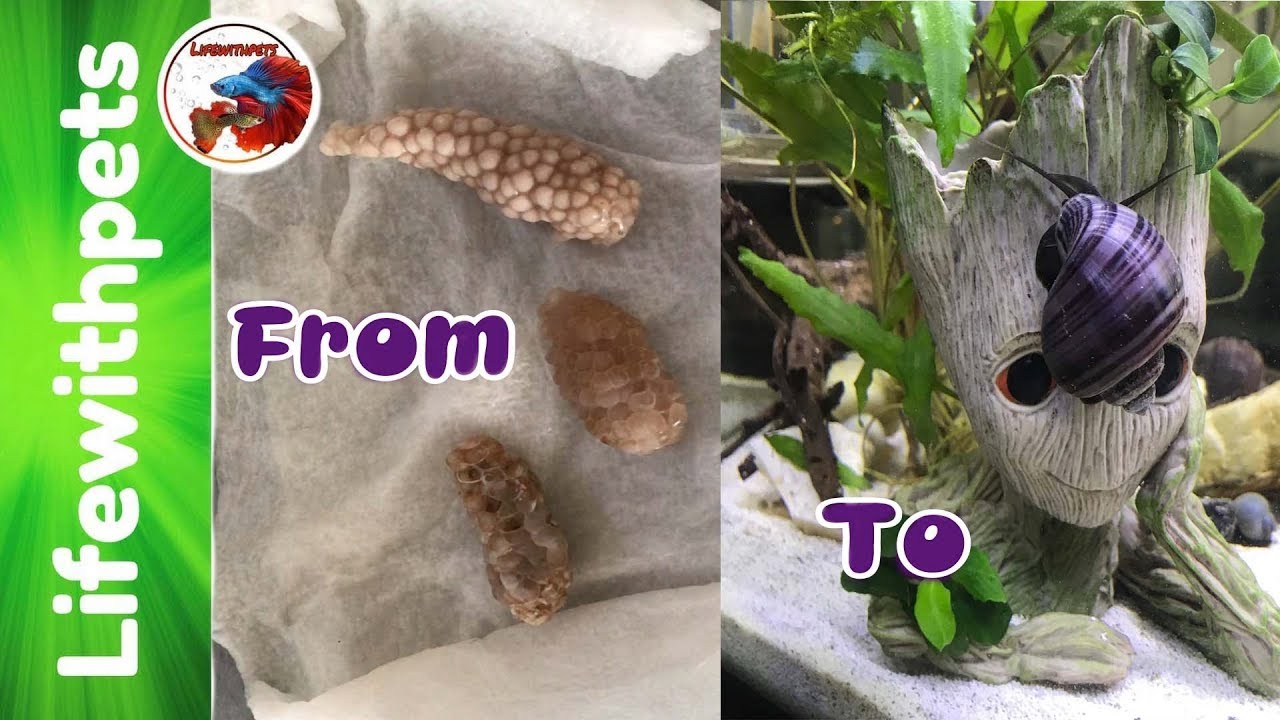 Mystery Snails from Birth to 2 months