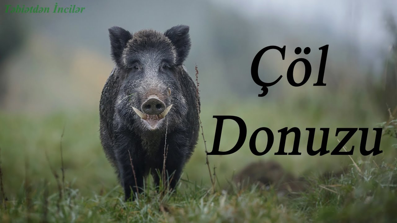 Çöl Donuzu (Vəhşi Donuz) yaşayış yeri, qidalanması və həyat tərzi