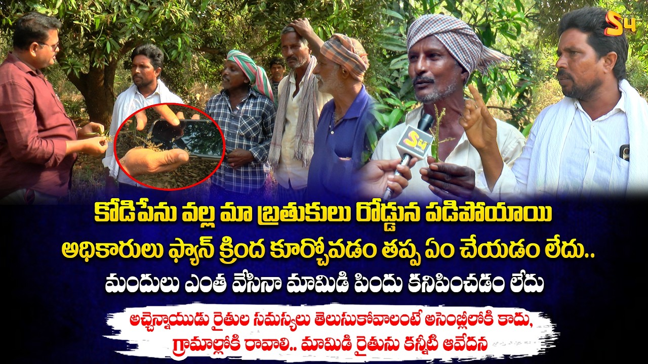 మందులు ఎంత వేసినా మామిడి పిందు కనిపించడం: Mango Farmers Emotional Words About Severe Mango Crop Loss