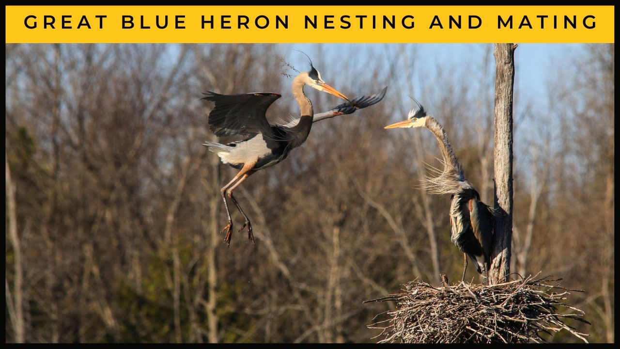 Great Blue Heron: Nesting and Mating Behavior