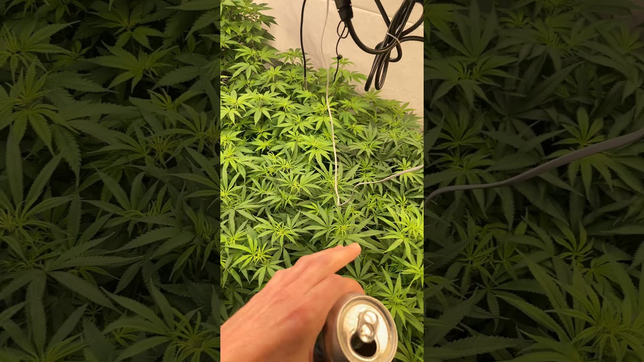 Grow room bullshit✊🏻