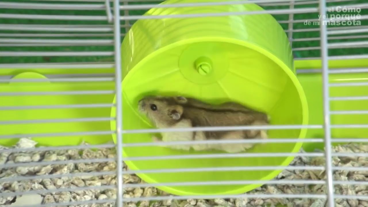 CHOMIKI – Najczęstsze choroby.