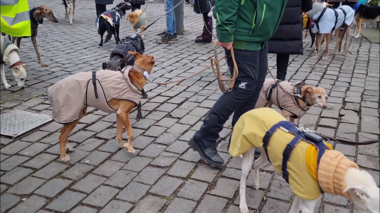 11. Kölner Galgo Marsch Demonstration Galgo Marsch in Köln 2026