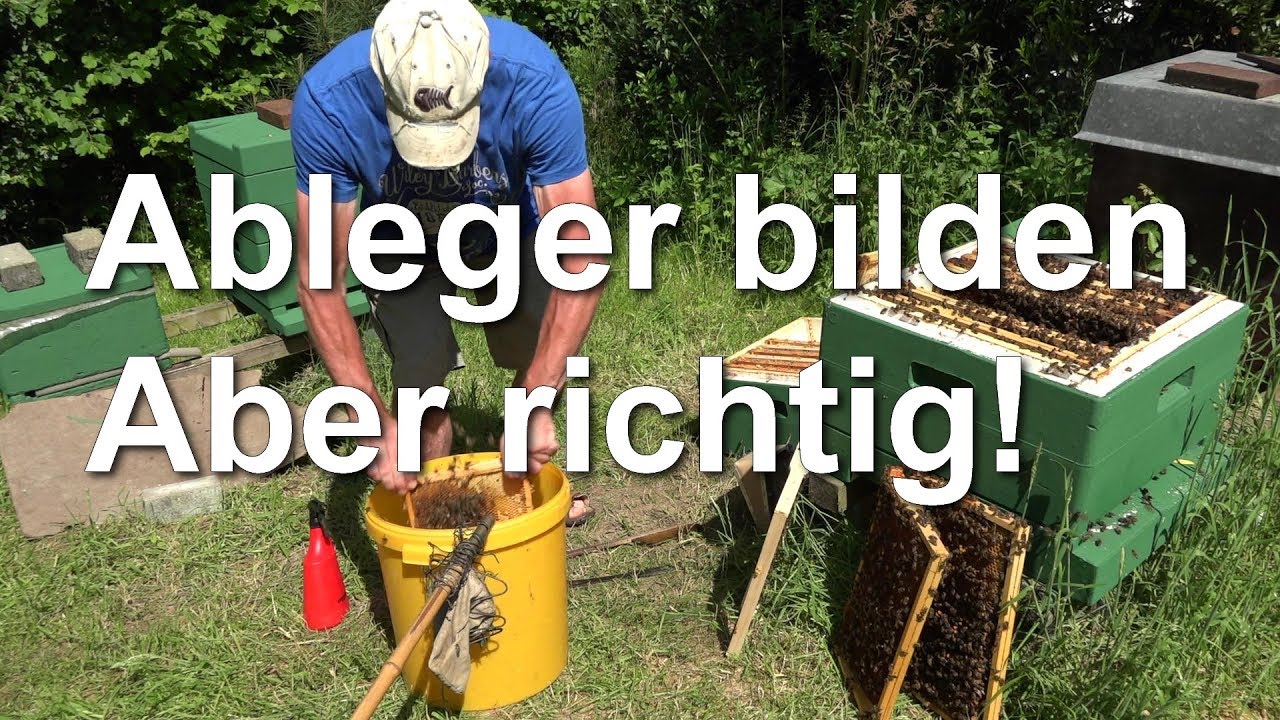 Einen Ableger richtig bilden - aber wie? K&ouml;niginnenableger Dunkle Biene