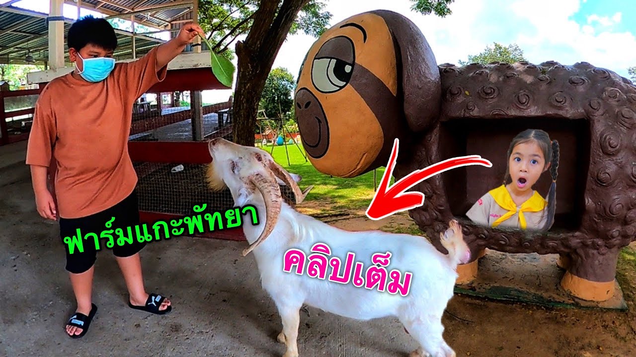 ฟาร์มแกะพัทยา Pattaya Sheep Farm | บริ้งค์ไบรท์