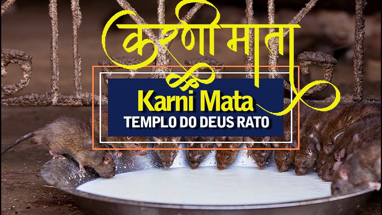 Karni Mata, o templo do deus rato | Karni Mata, the temple of the mouse god | Jornalismo Verdade
