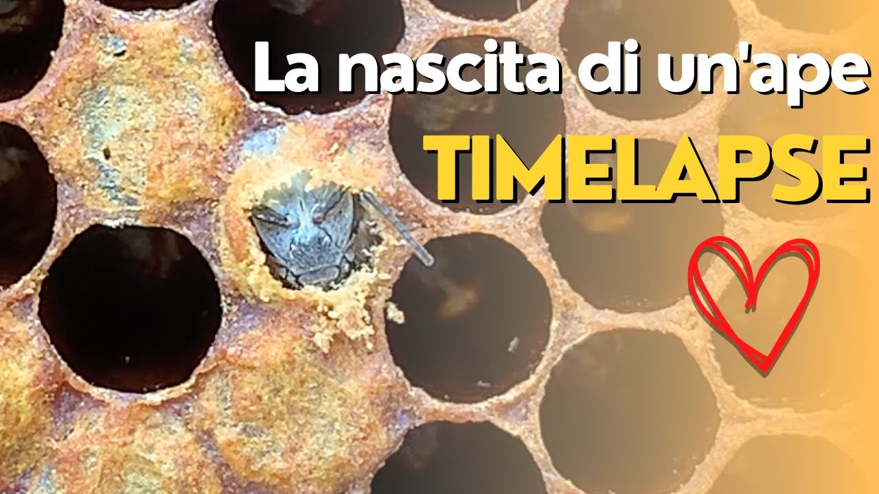 Timelapse - La nascita di un'ape