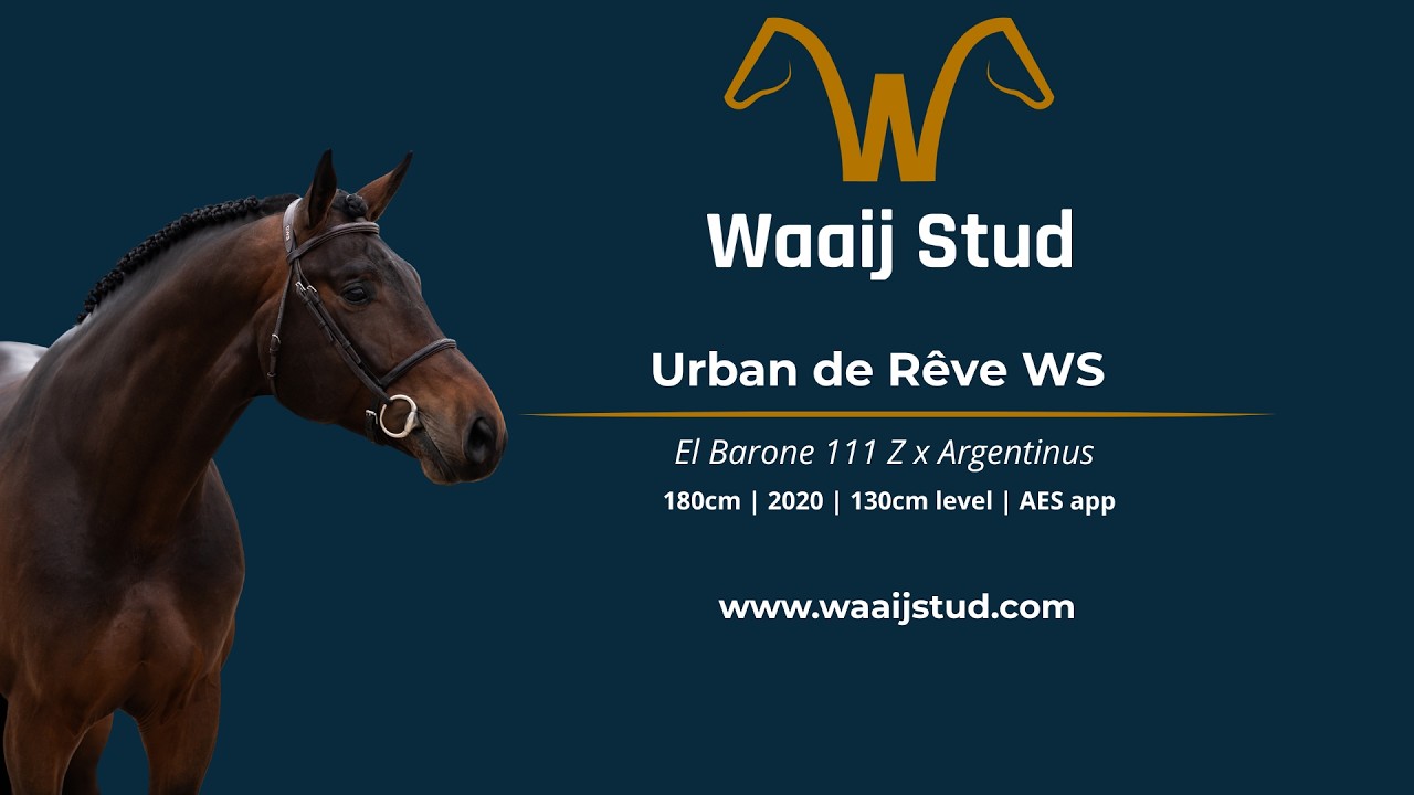 Urban de Rêve WS (El Barone 111 Z x Argentinus) stallion, 2020