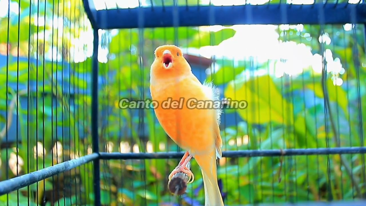 Canto del Canarino Forte e Naturale per Allenamento, Richiamo e Relax 3