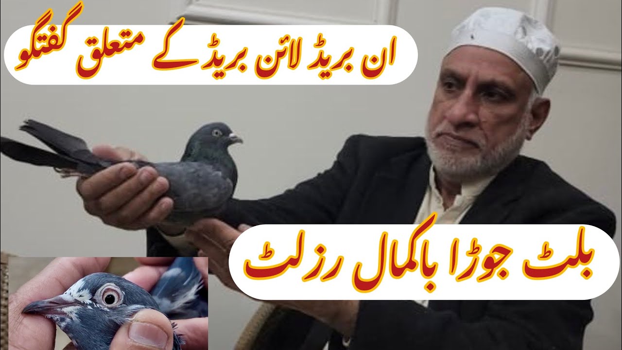 Inbreed Line breed Discussion with Ustad Akram Aki || Or sath Bullet Salary ka Shoq Kary Dosto ||