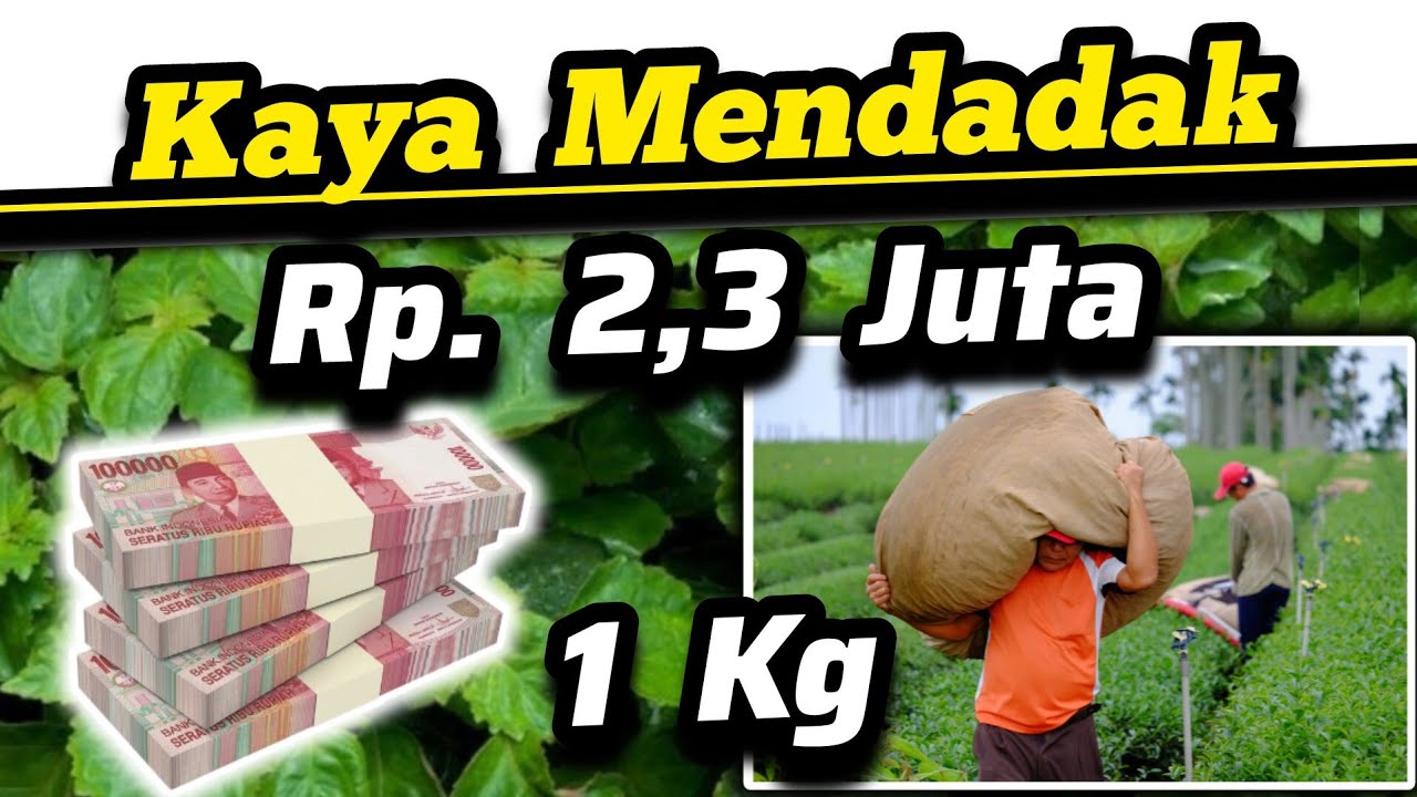 🪙 Harga Nilam Tembus Rp. 2,3 Juta / Kg 🪙 Cara Budidaya Tanaman Nilam Untuk Rendemen Minyak Atsiri ♻️