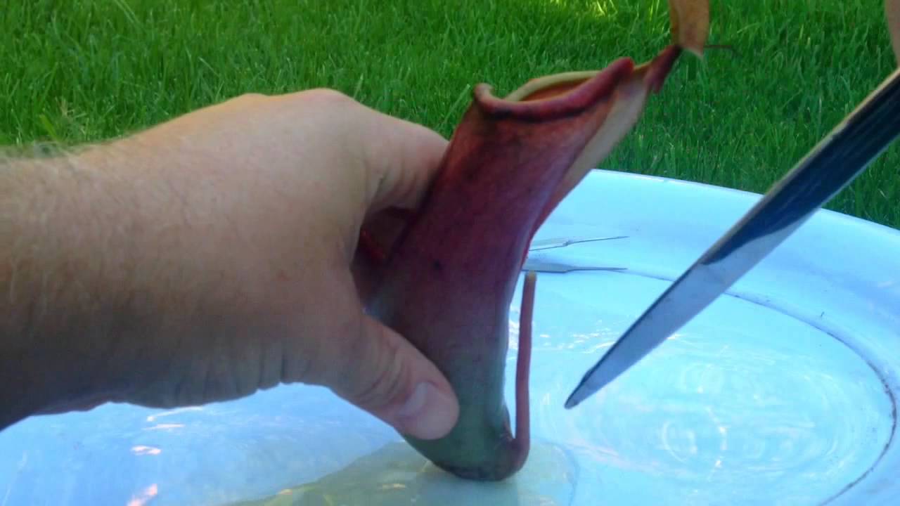 The Stomach Of A Carnivorous Plant. Dissecting a Tropical Nepenthes Pitcher Plant (2013 re-release)