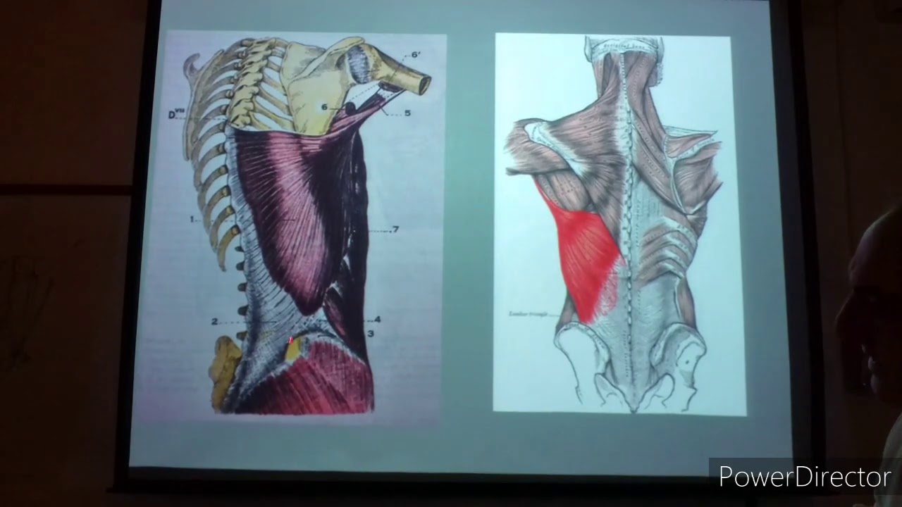 Teórico N° 25 Miología del cuello músculos de dorso y nuca Prof  Dr  Angel Narduzzi