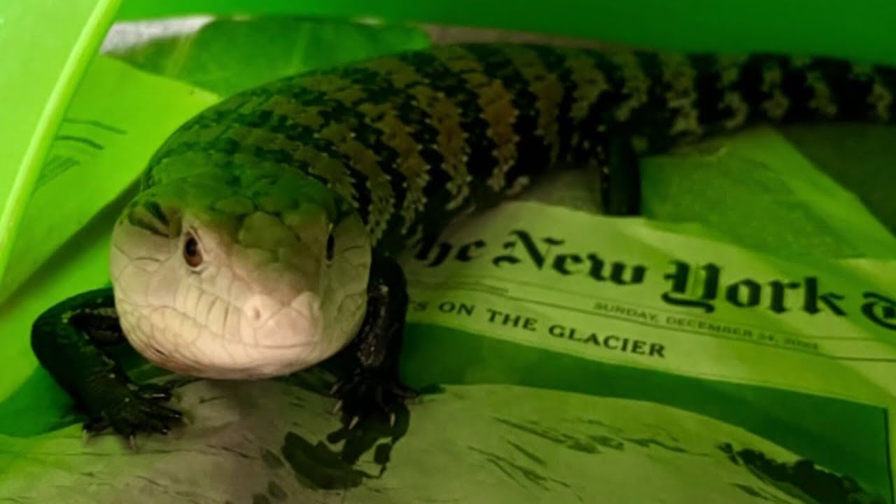 Denver Zoo rescues more than 100 animals from closed SeaQuest aquarium