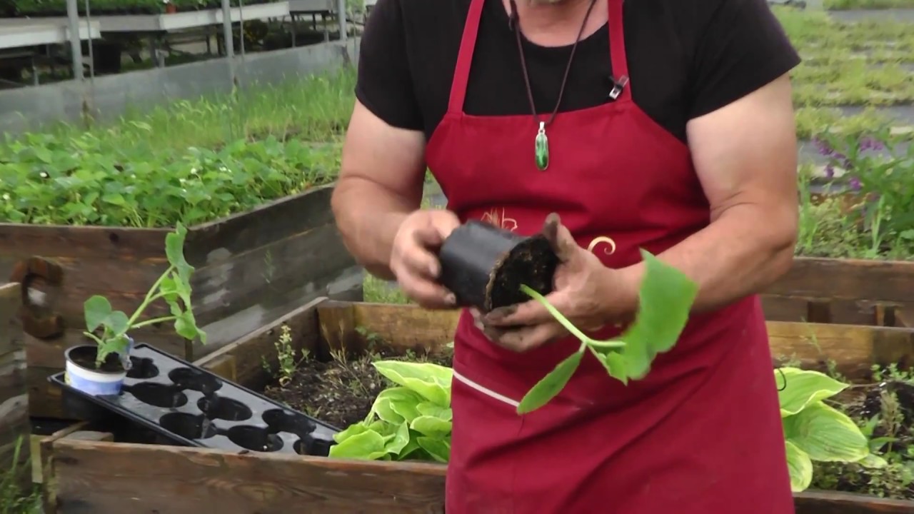 Sajenje Paradižnika In Kumaric - Planting Tomatoes And Cucumbers