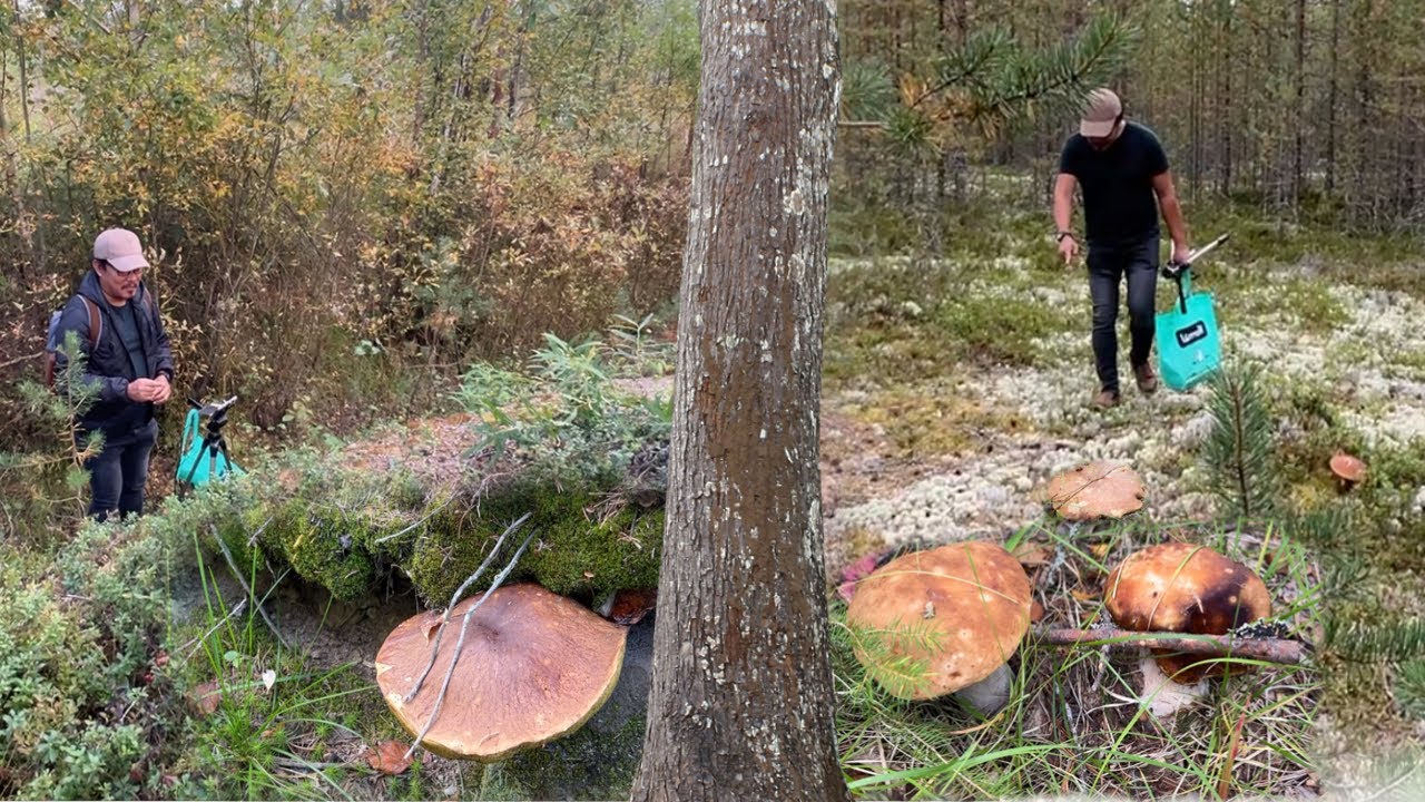 Mushroom Foraging. Nagkalat na ang Malalaking Kabute sa Gubat! Pick, Clean, Cook and Eat! Penny Bun!